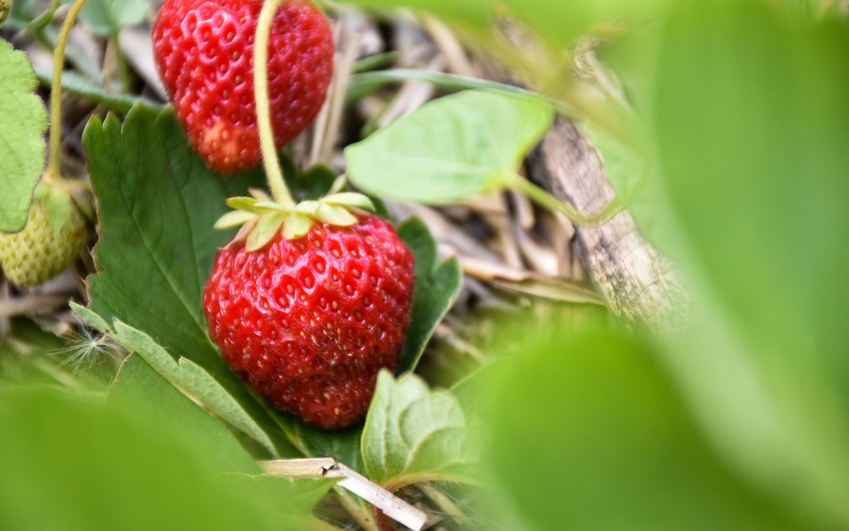 Cueillez des fraises parisiennes chez Fragola !