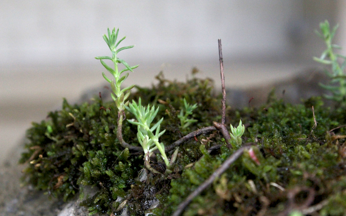 Petites pousses vertes et mousse végétale