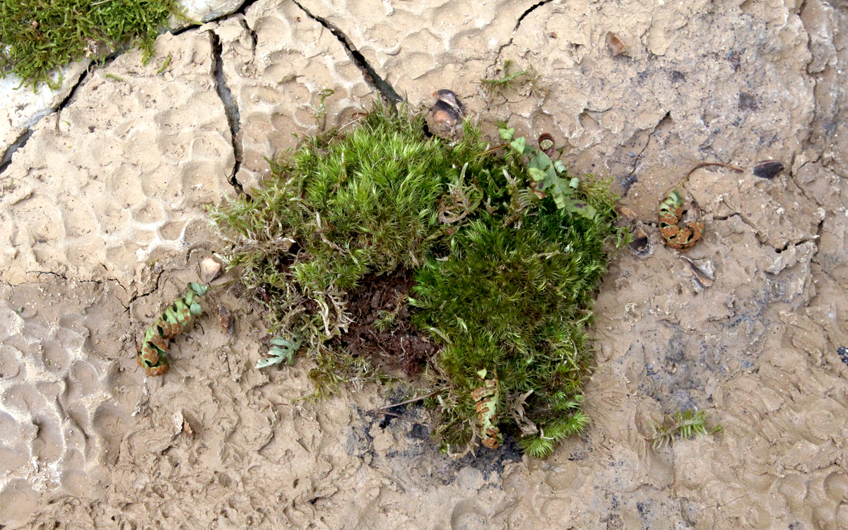Vue de terre séchée et de mousse végétale