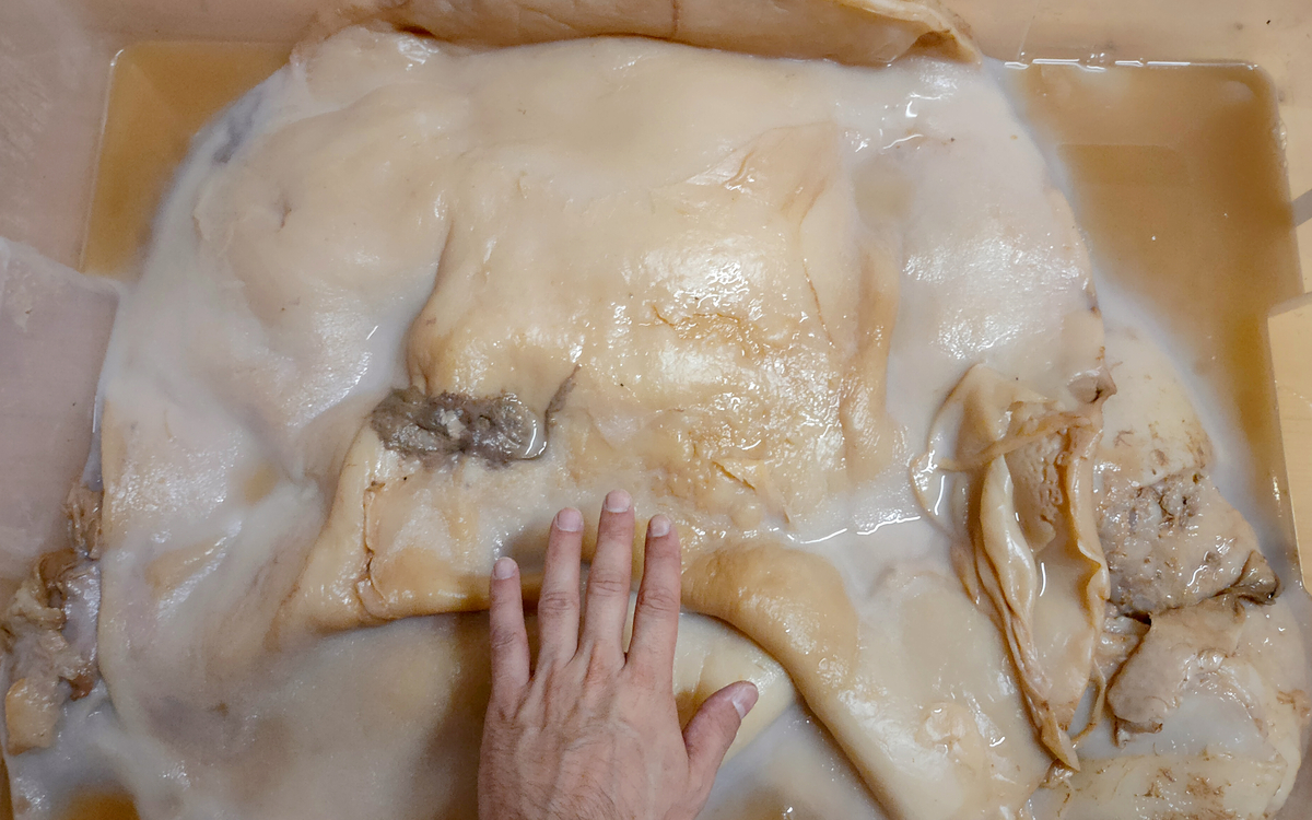 Main tendue sur une mère de kombucha