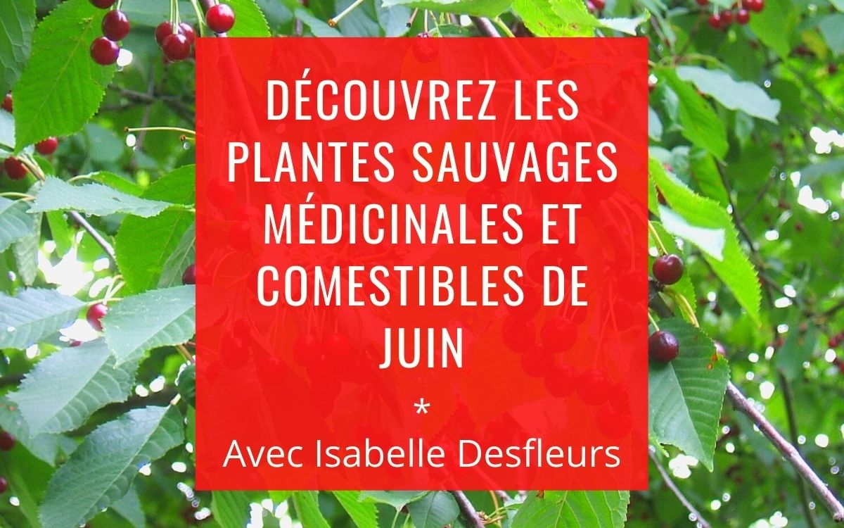 Sortie Plantes sauvages comestibles médicinales Paris