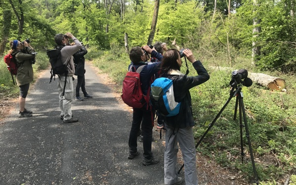 Observation oiseaux jumelles