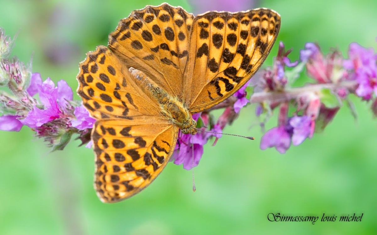 08 31 Papillon Tabac d'espagne (2)
