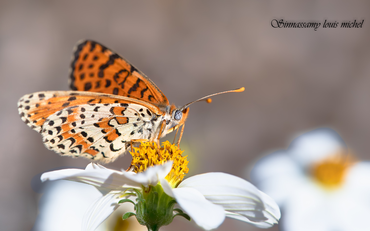 papillon Mélitée orangée