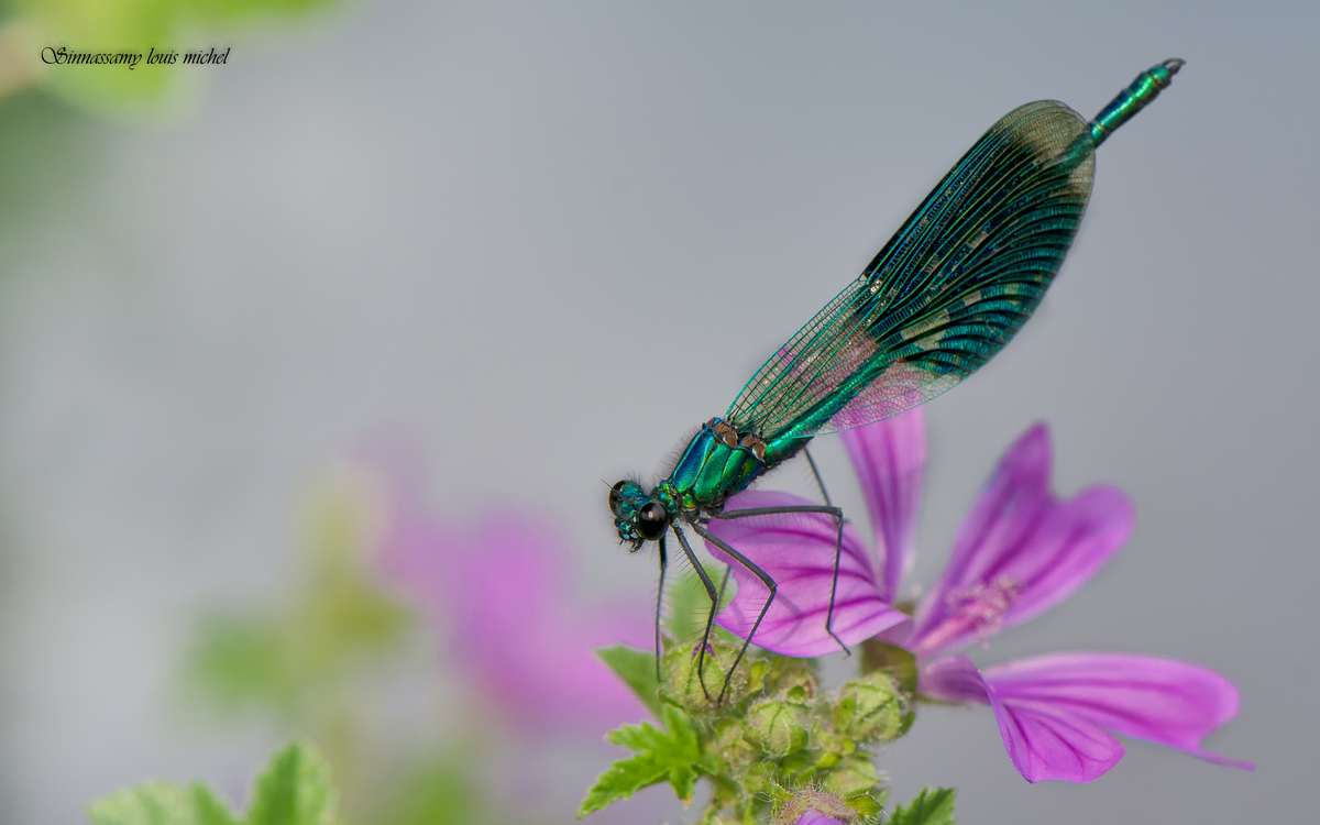 08 06 Calopteryx splendens ( lac de créteil ) (16)