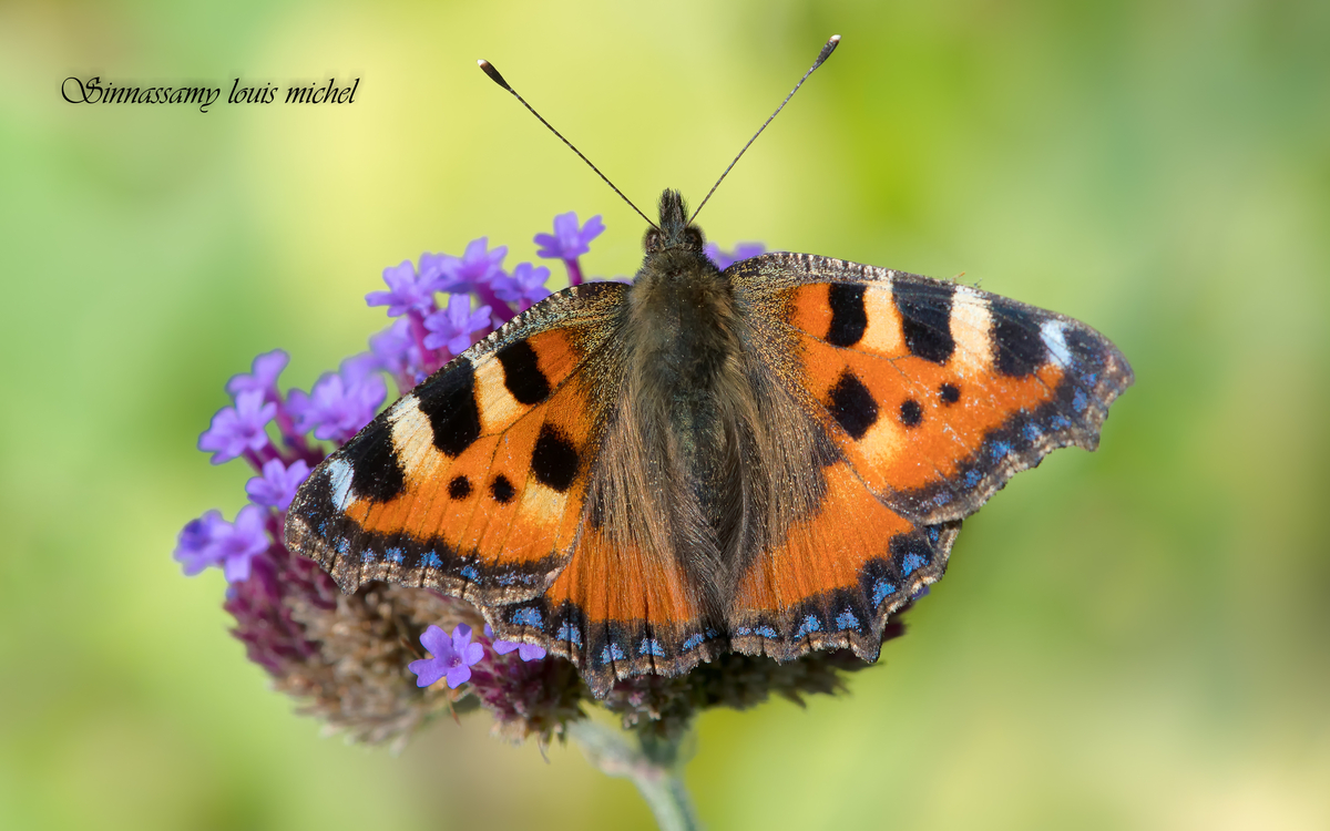 08 17 Papillon Petite mars