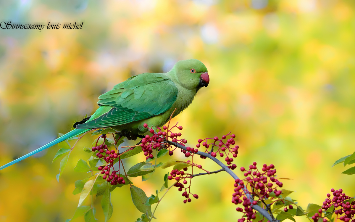 08 24 Perruche à collier ♀ ( Parc floral ) (3)