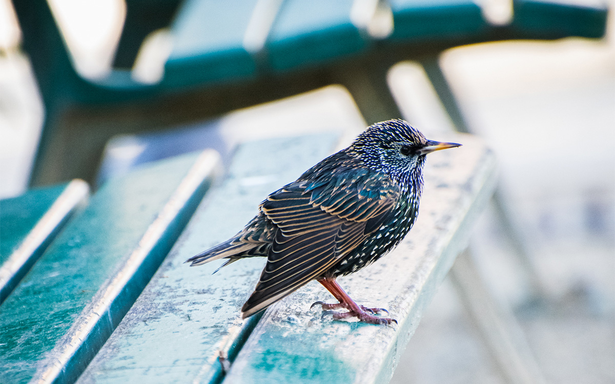 Etourneau posé sur un banc parisien