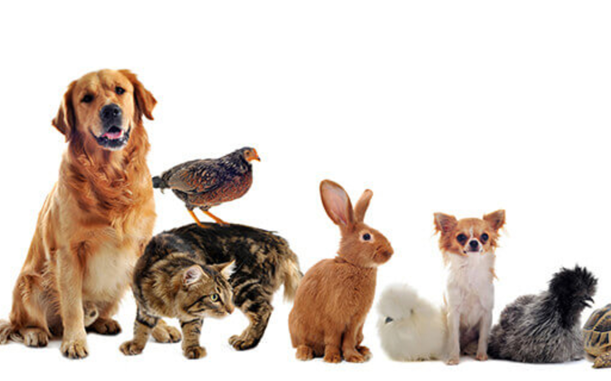relations hommes et animal
