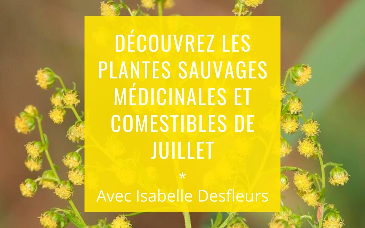 Sortie Plantes sauvages comestibles médicinales Juillet Paris