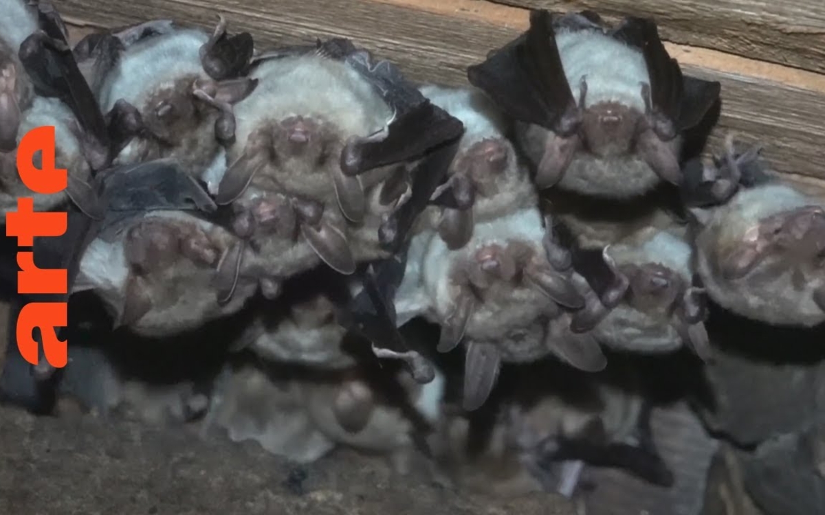 chauve-souris suspendues au plafond