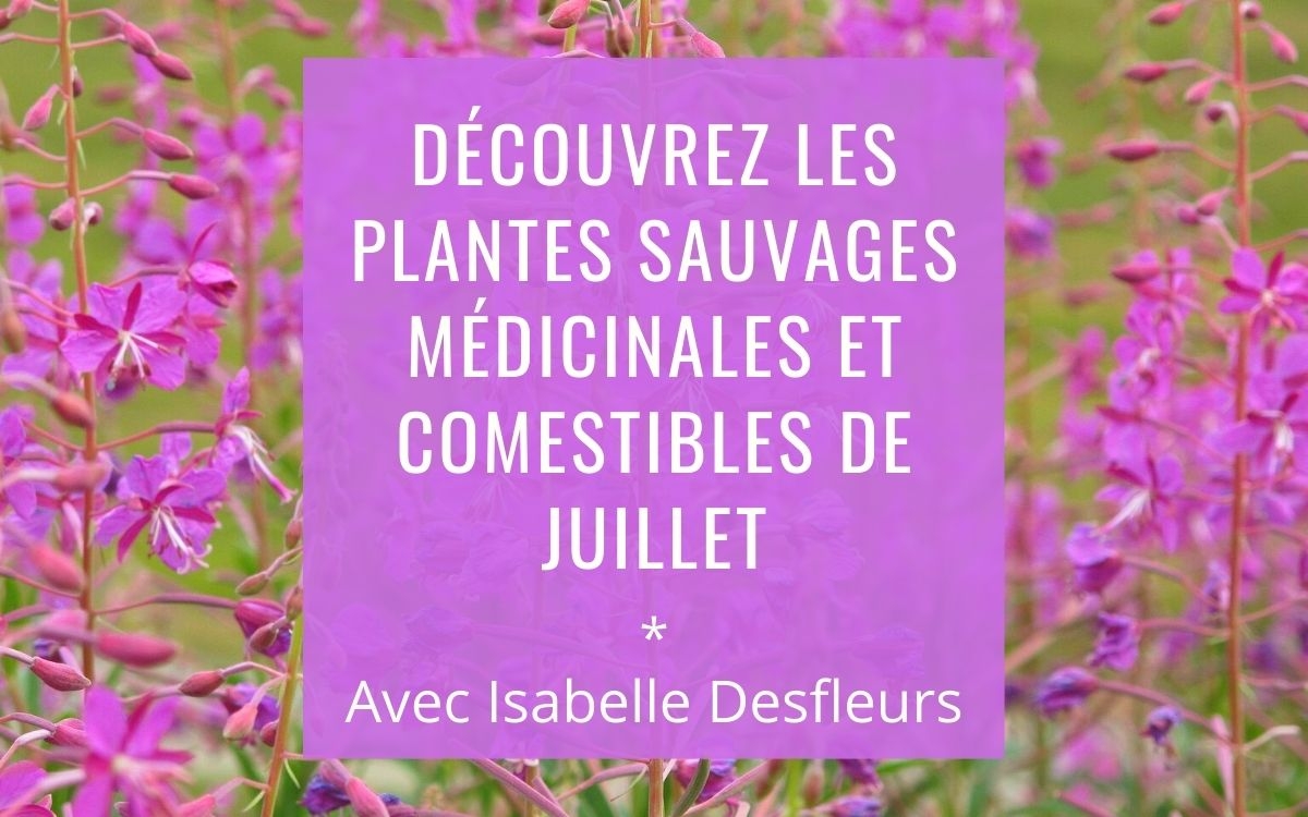 Sortie Plantes sauvages comestibles médicinales Juillet Paris