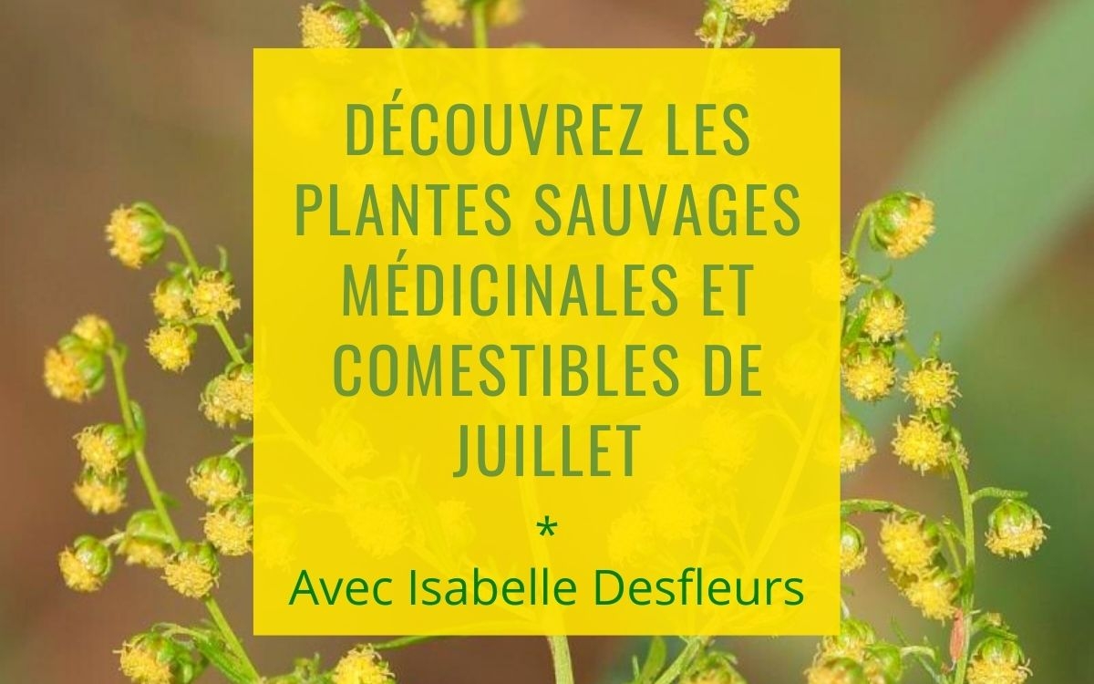 Sortie Plantes sauvages comestibles médicinales Juillet Paris
