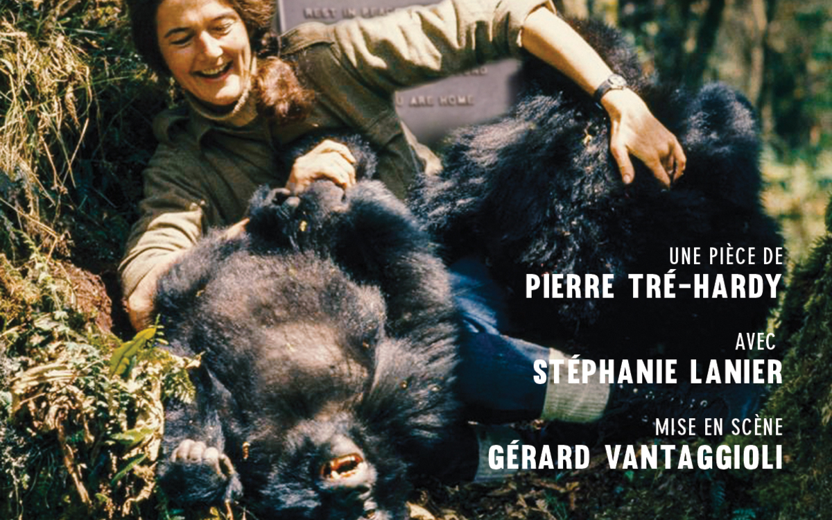 Dian Fossey en compagnie des derniers gorilles des montagnes.