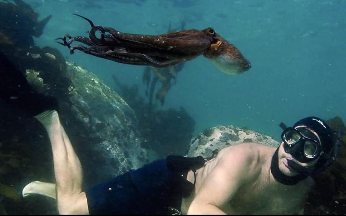 Pieuvre et plongeur