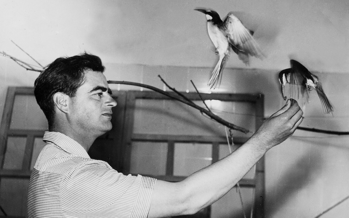 Luc Hoffmann nourrissant des oiseaux à la main