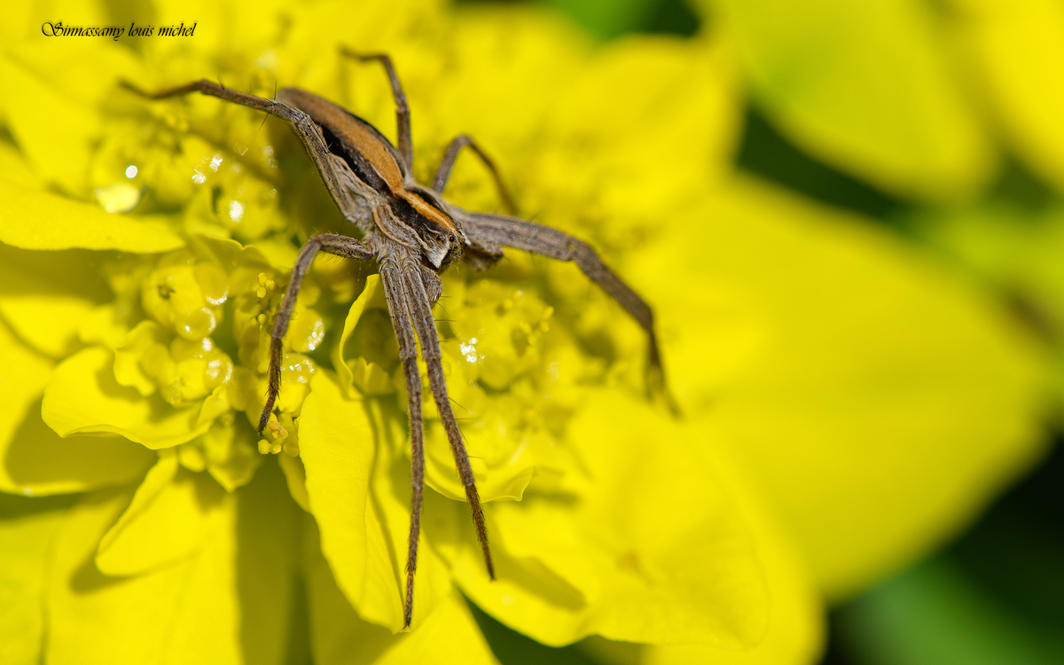 09 10 Araignée Pisaura mirabilis ( Parc floral 4 saisons ) (2)