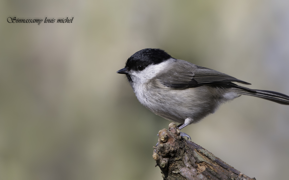 09 28 Mésange nonette  Parc floral )©Michel Louis Sinnassamy (26)