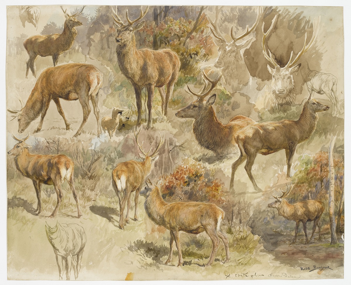 Rosa Bonheur (1822-1899) Quinze études de cerf, n. d. Aquarelle, encre et crayon sur papier vélin 45 × 56 cm Inscription manuscrite autographe à l’encre noire et au crayon b. d. : « crête plus claire dorée » Paris, musée d’Orsay, conservé au département des Arts graphiques du musée du Louvre 