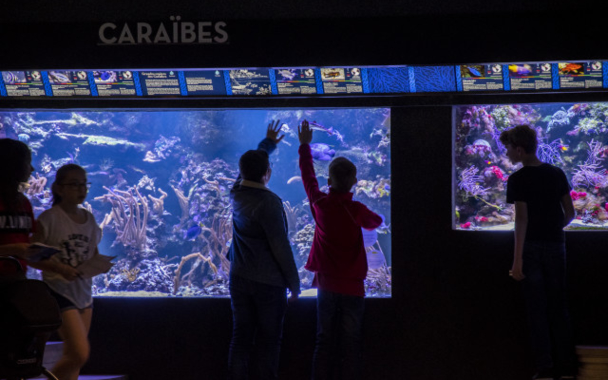 Aquarium tropical