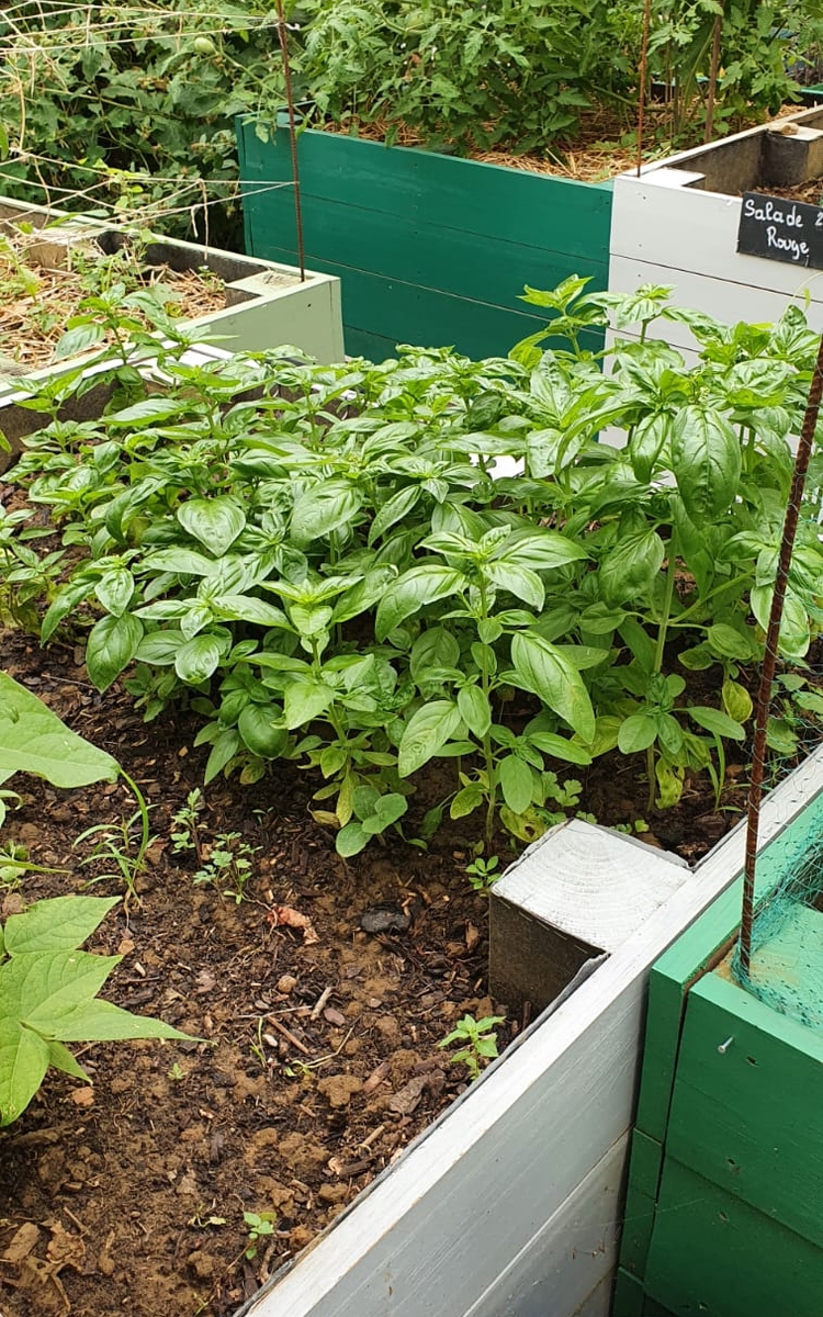 Culture en bacs de basilic au jardin partagé les Mouffettes