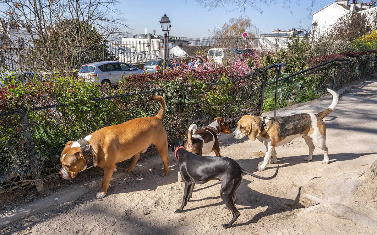 Chiens au Square Nadar à Montmartre