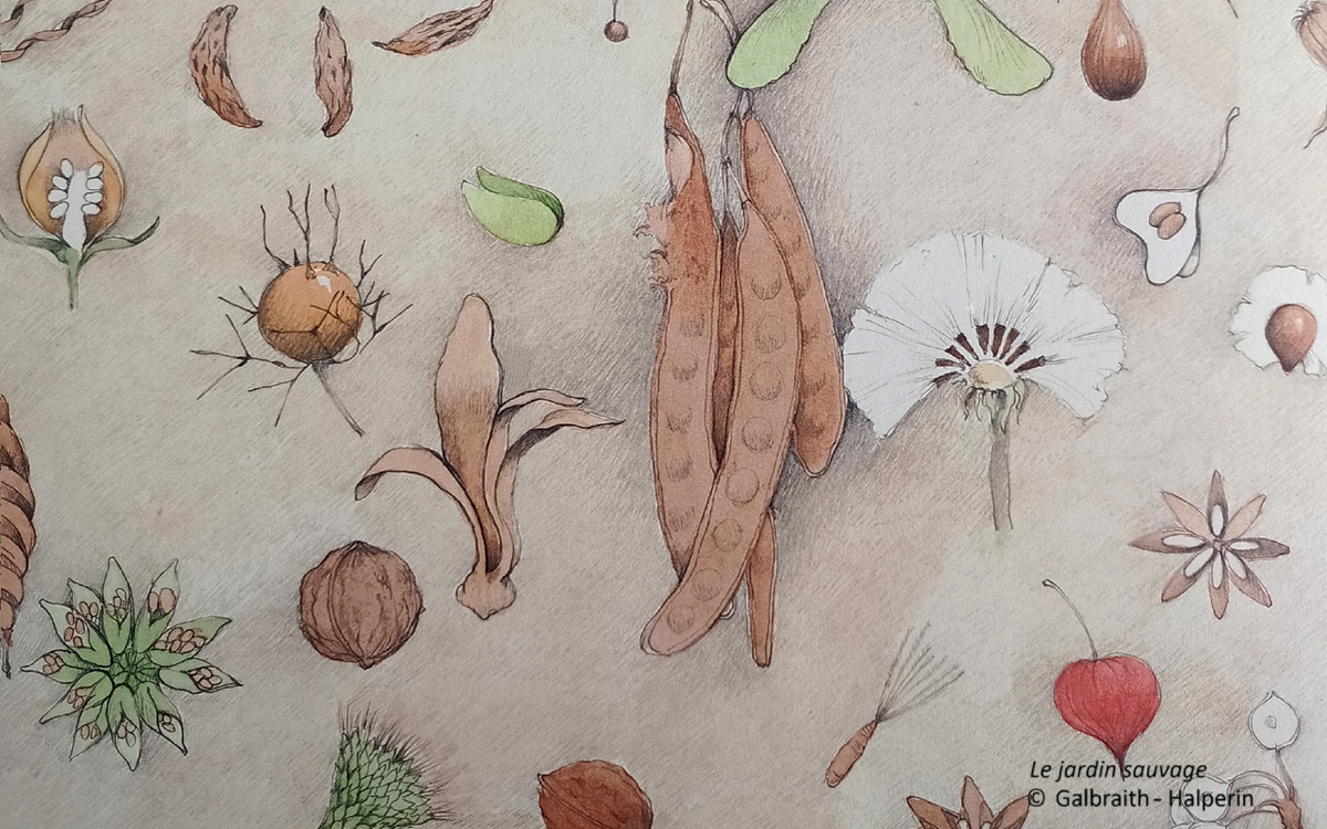 Dessins de plantes issus du livre "Le jardin sauvage" de Galbraith et Halperin paru chez Circonflexe