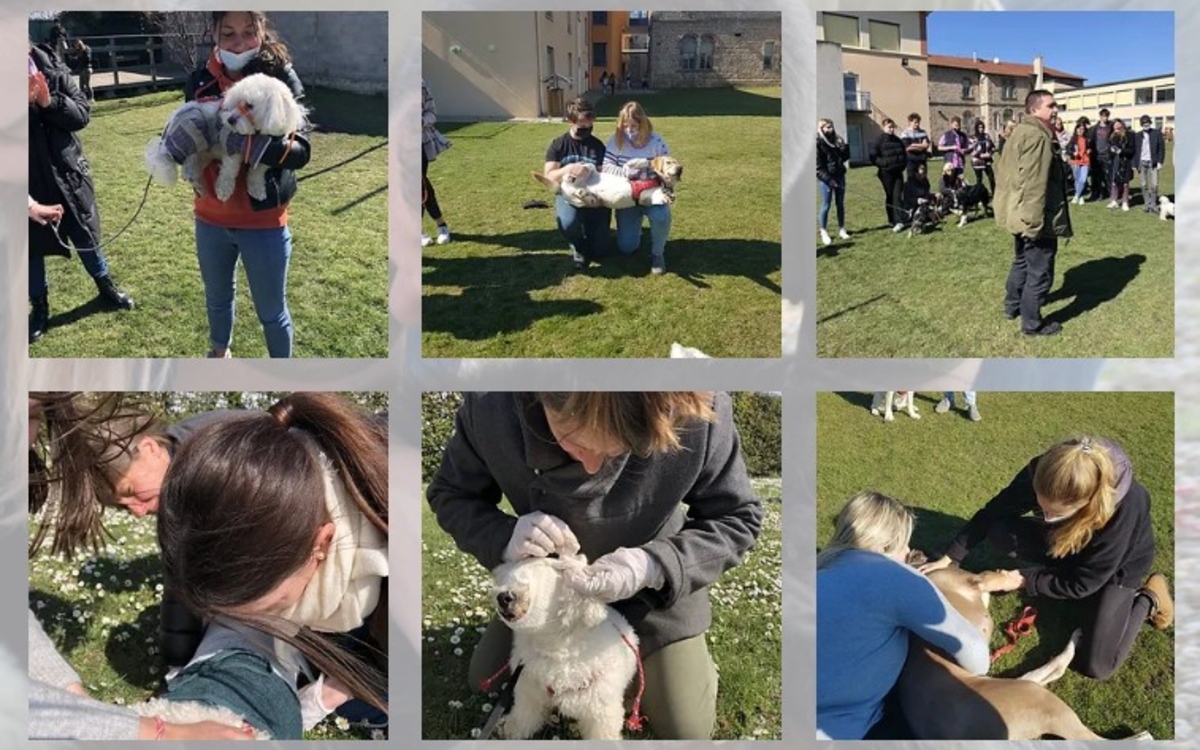 premiers secours canins