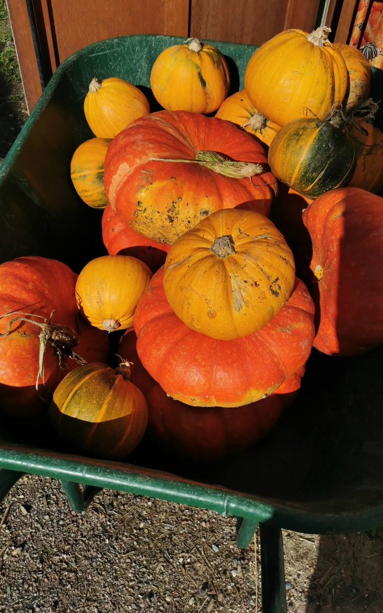 La fête de la courge à la Ferme de Paris