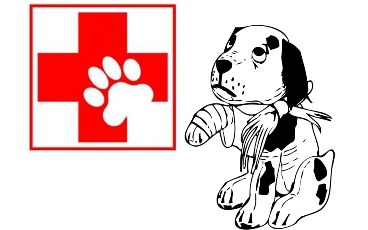 premiers secours canins
