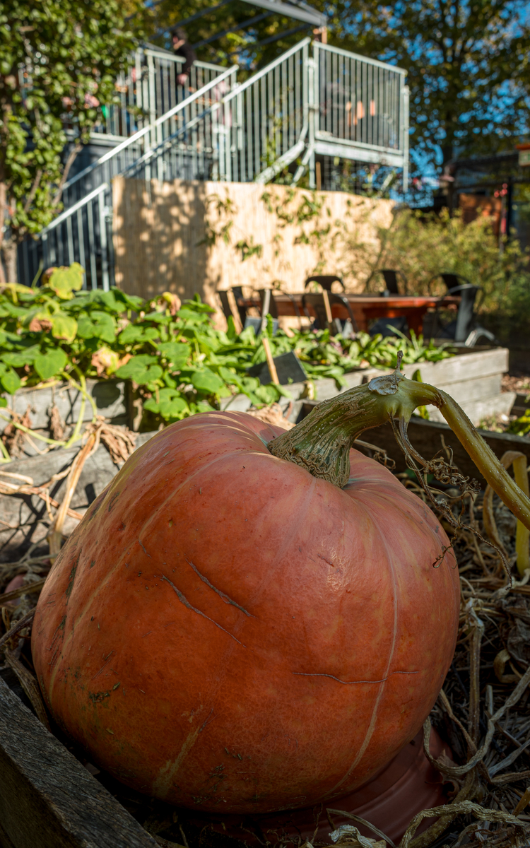 Citrouille du potager du Jardin21