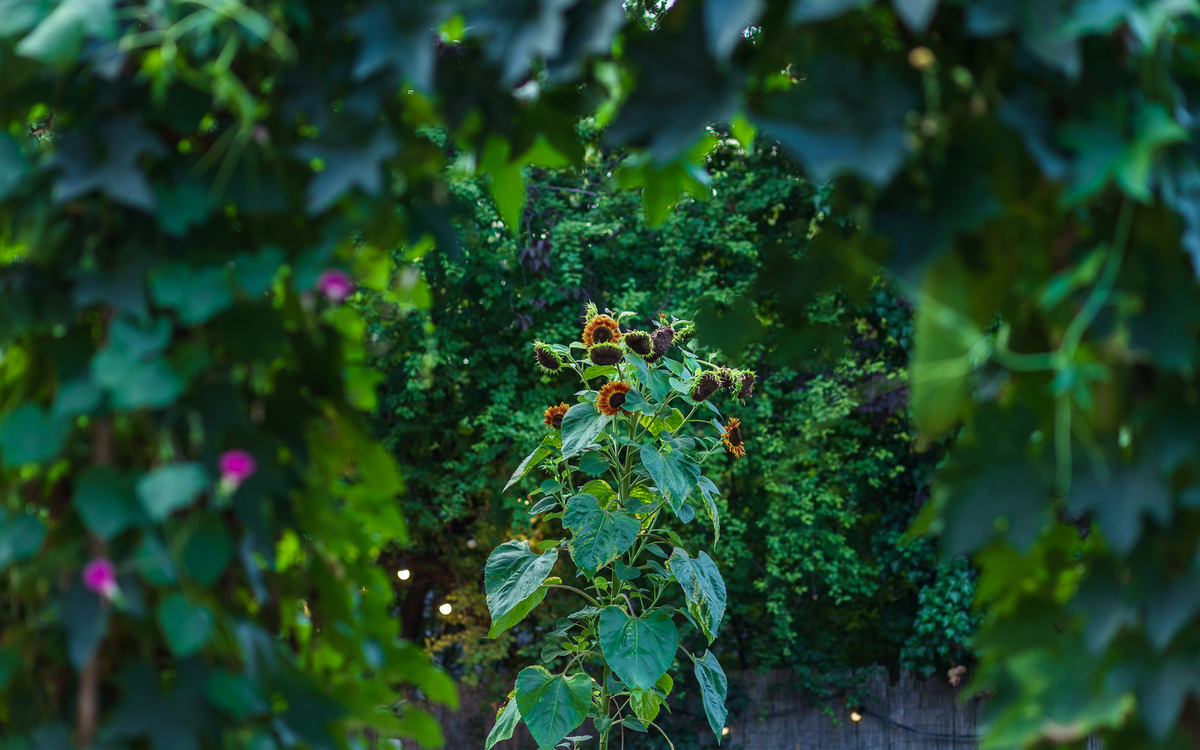 Tournesol du Jardin21