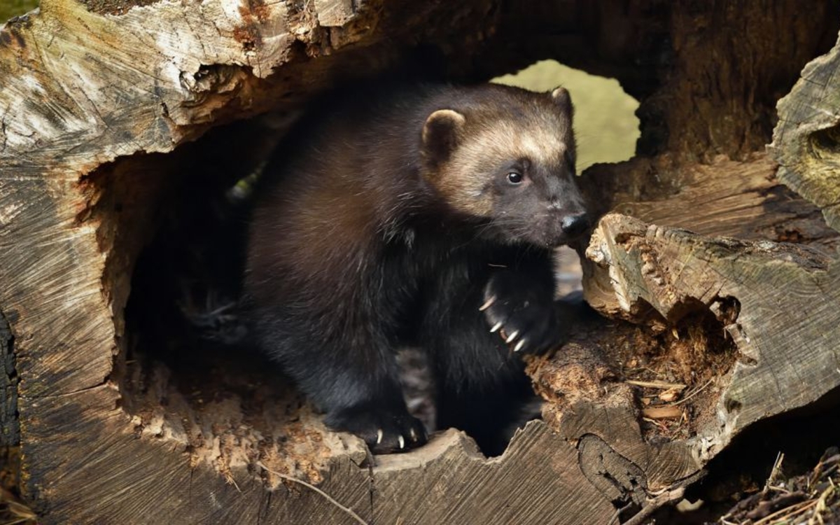 Gagnez des invitations pour la nouvelle saison du Parc zoologique de Paris