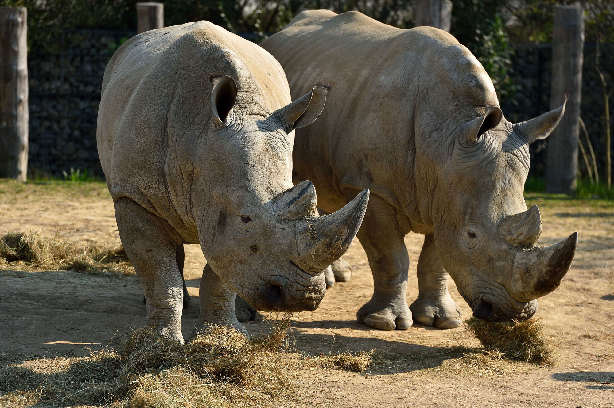 Wami et Angus au parc zoologique de Paris