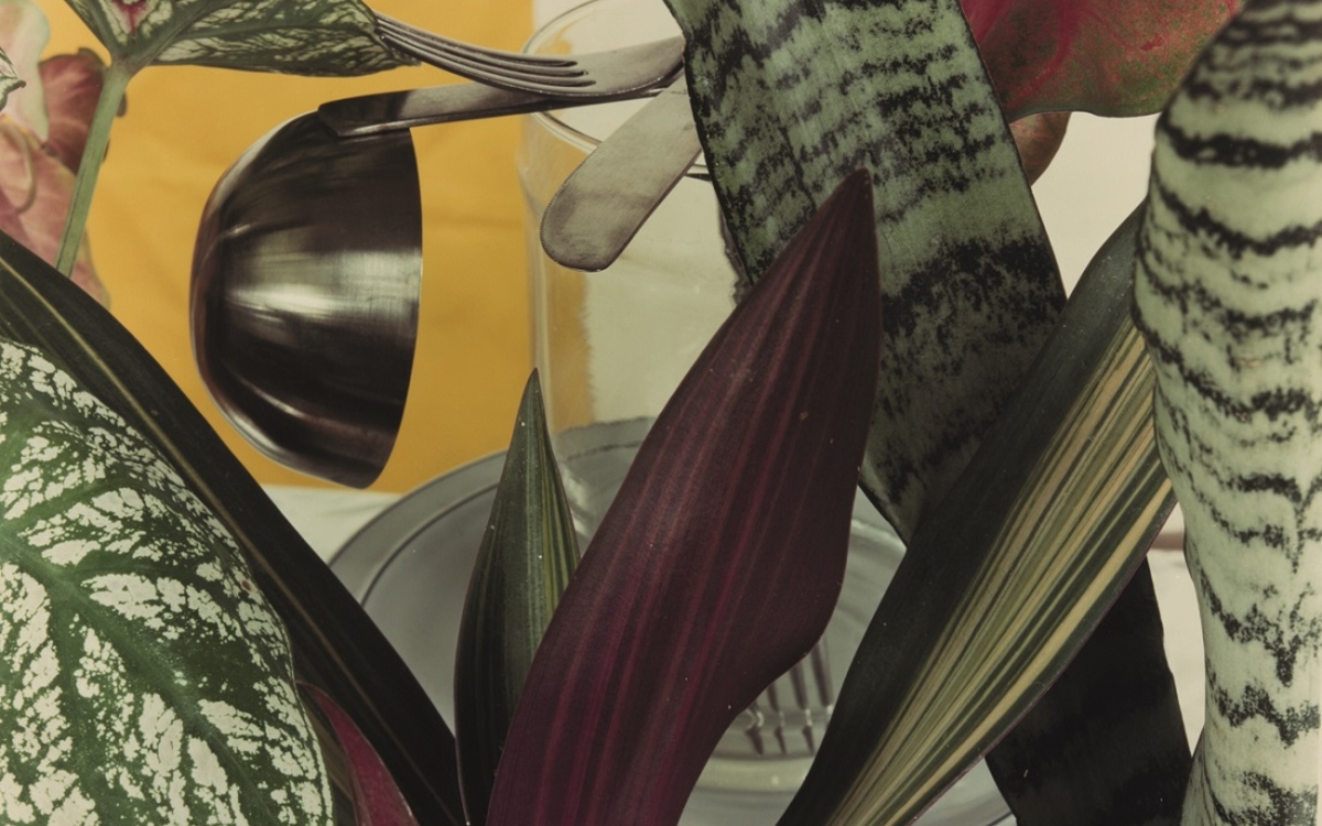 Jan Groover, Sans titre, ca. 1978