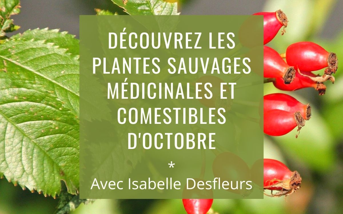 Sortie Plantes sauvages comestibles médicinales octobre Paris