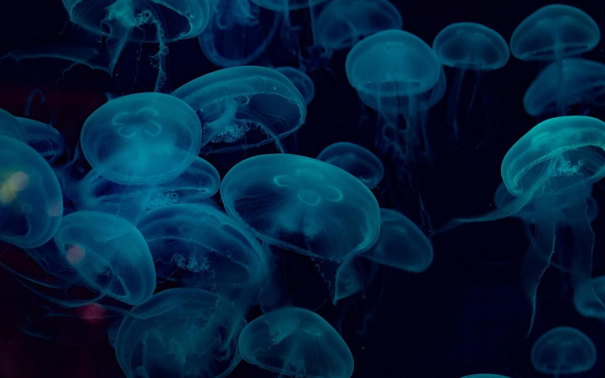 Image de méduses