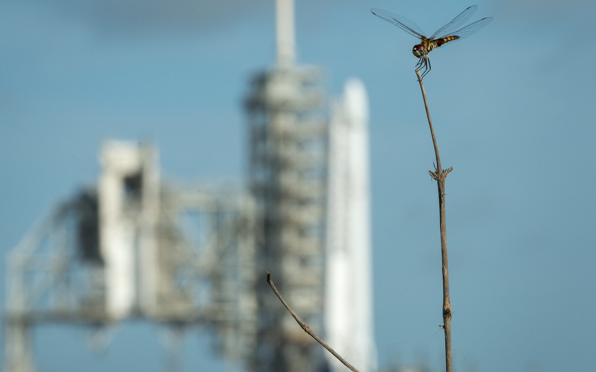 libellule nette sur fond flou de gratte-ciel