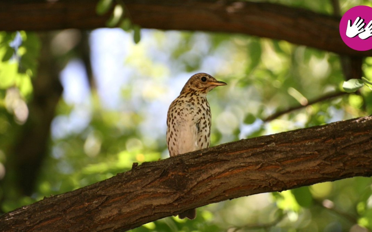 petit oiseau sur une branche d'arbre