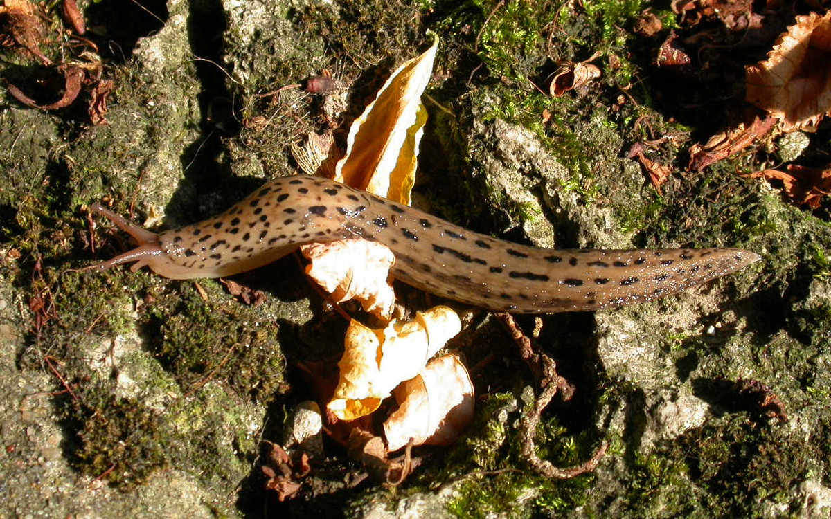 2022 12 7 Biodiv© X. JAPIOT