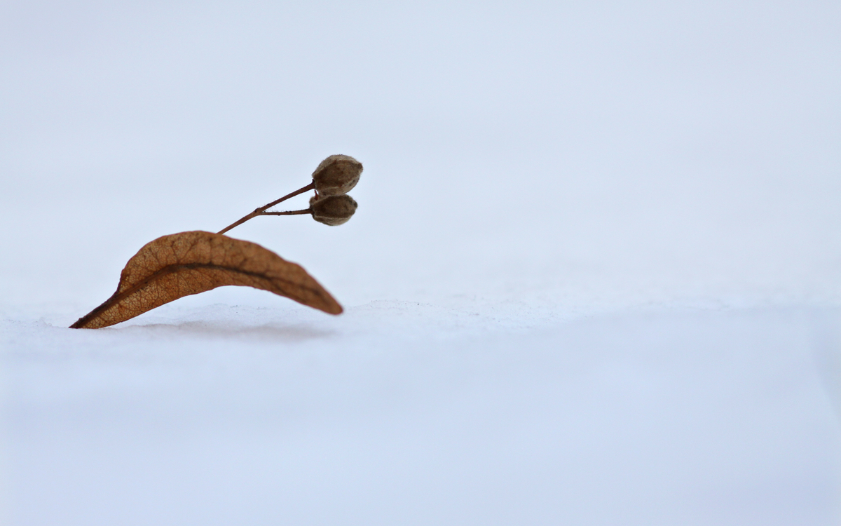 2022 12 27 passer l'hiver ©G.Bontemps