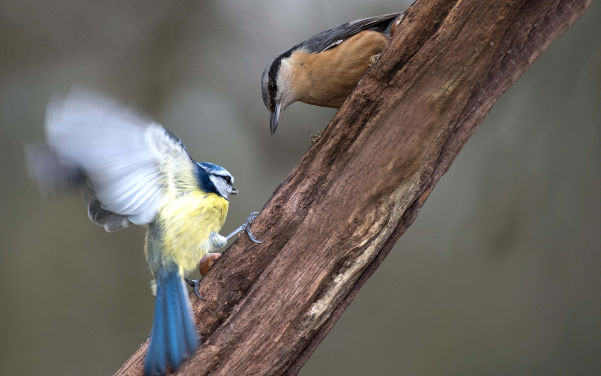 2022 12 14 sortie ornitho ©Maxime PARISY
