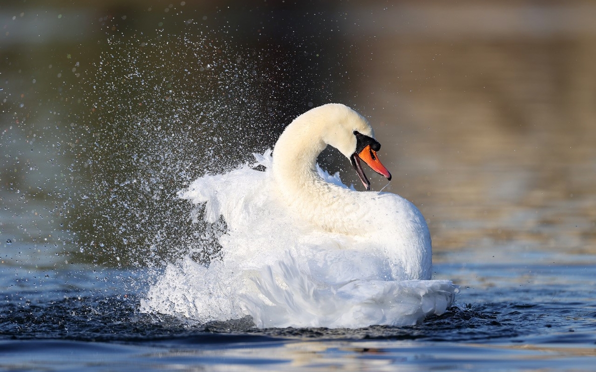 cygne ©Yann Crochet