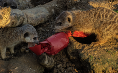 Noël Suricates au Parc Zoologique de Paris