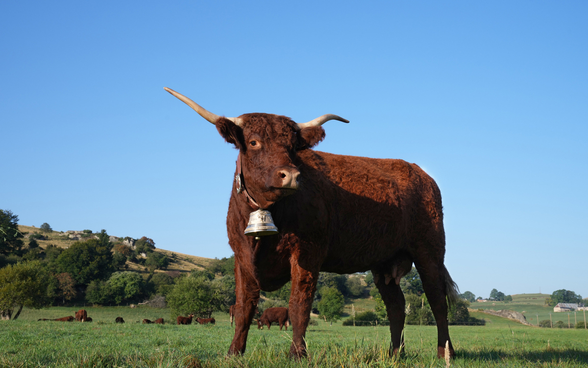 Salon de l'agriculture 2023, Ovalie la nouvelle égérie