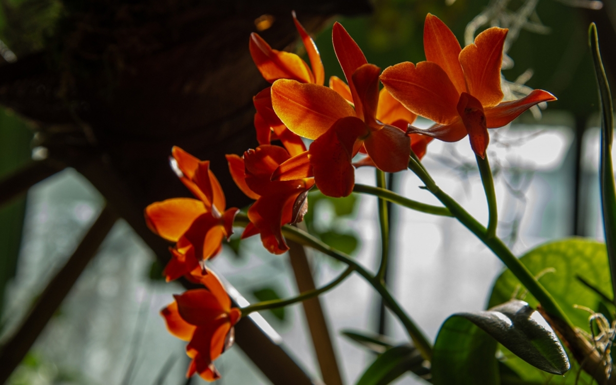 Mille et une orchidees