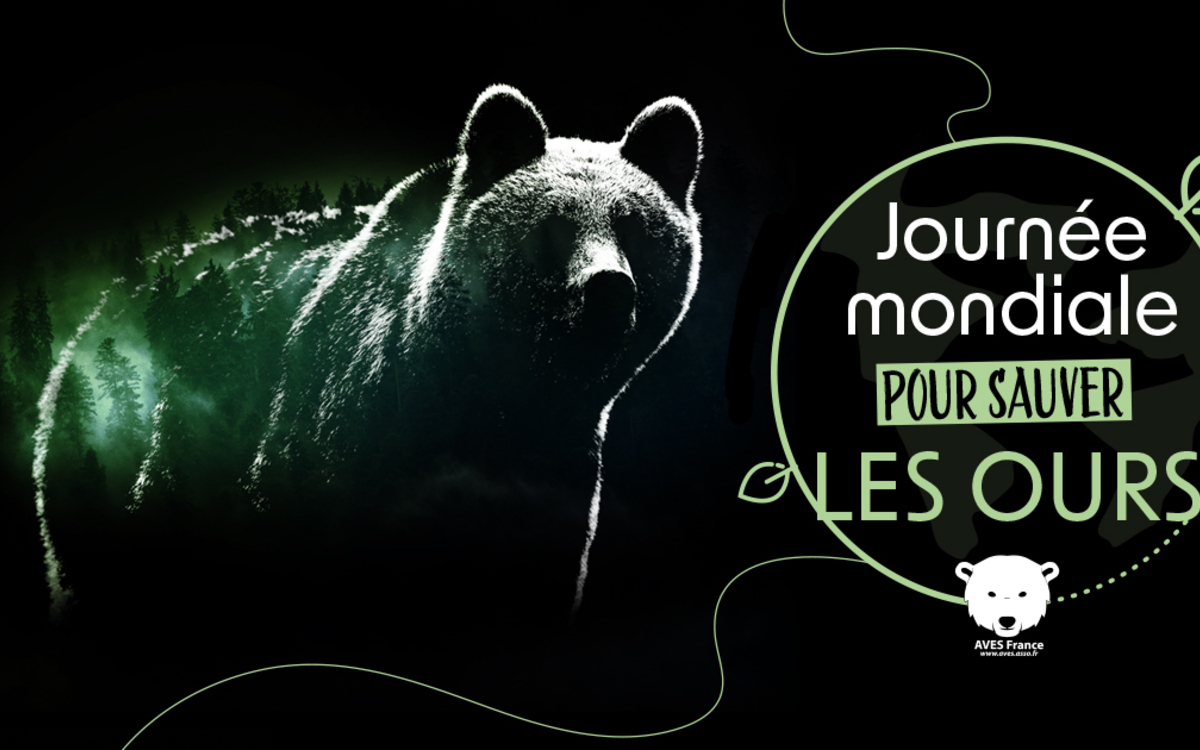 Visuel de la Journée mondiale pour sauver les Ours