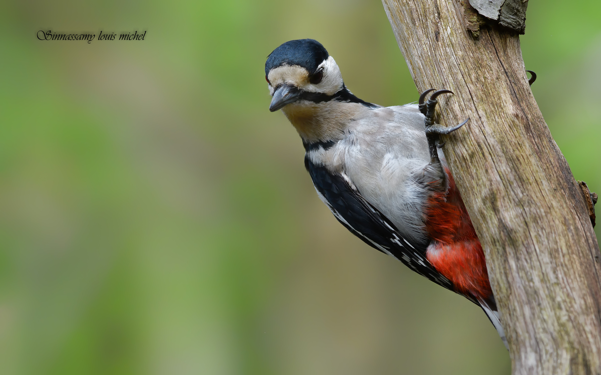 03 31 Pic épeiche (8)©Michel Louis Sinnassamy