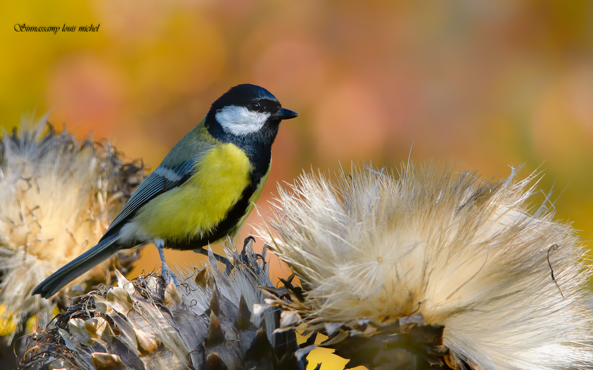 03 14 Mésange charbonnière (608)©Michel Louis Sinnassamy