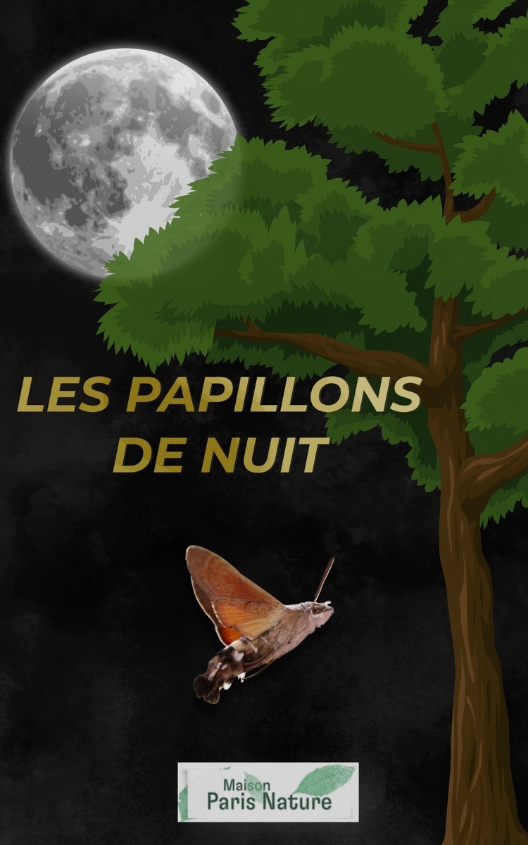 03 22 LES PAPILLONS DE NUIT©MPN